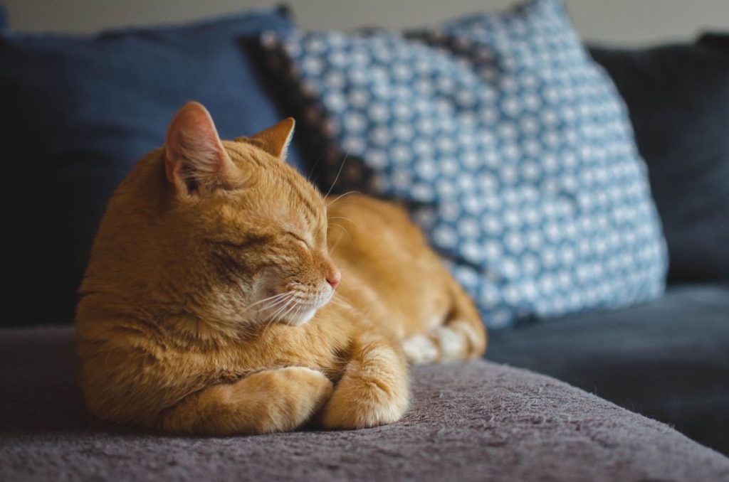 The Art of Cat and Dog Grooming